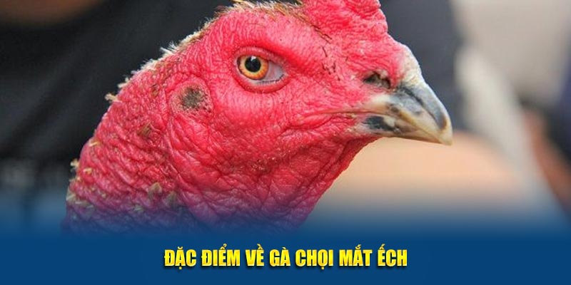 Đặc điểm về gà chọi mắt ếch