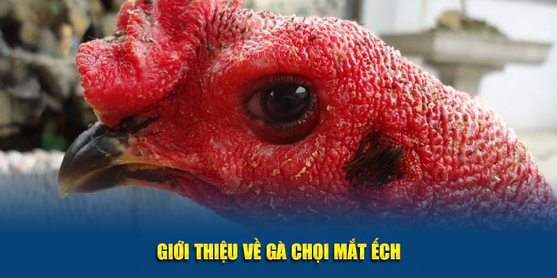 Giới thiệu về gà chọi mắt ếch