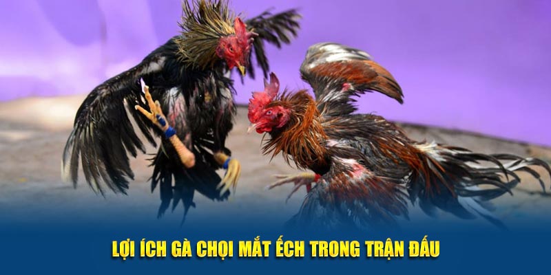 Lợi ích gà chọi mắt ếch trong trận đấu