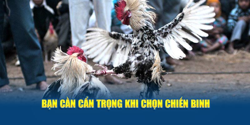 Bạn cần cẩn trọng khi chọn chiến binh