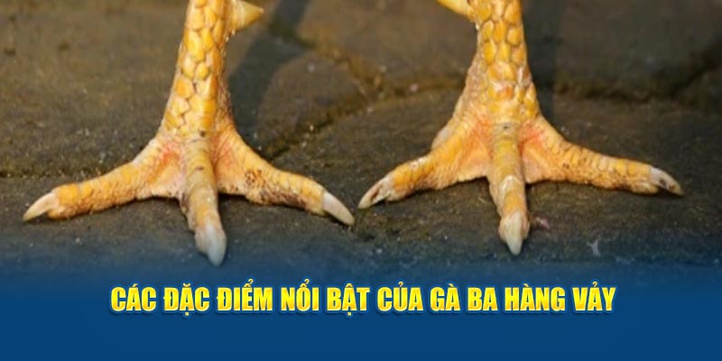 Các đặc điểm nổi bật của gà ba hàng vảy