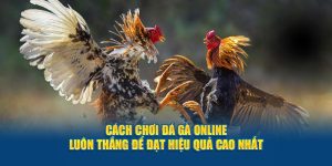 cach-choi-da-ga-online-luon-thang-de-dat-hieu-qua-cao-nhat