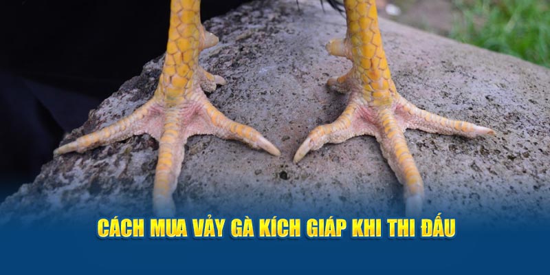 Cách mua vảy gà kích giáp khi thi đấu