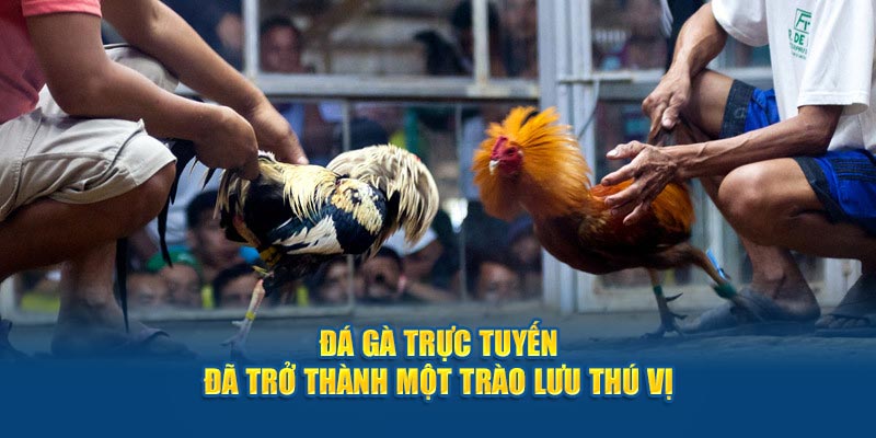 Đá gà trực tuyến đã trở thành một trào lưu thú vị