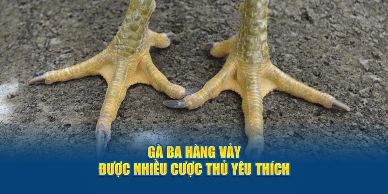 Gà ba hàng vảy được nhiều cược thủ yêu thích