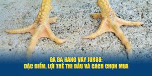 ga-ba-hang-vay-jun88-dac-diem-loi-the-thi-dau-va-cach-chon-mua