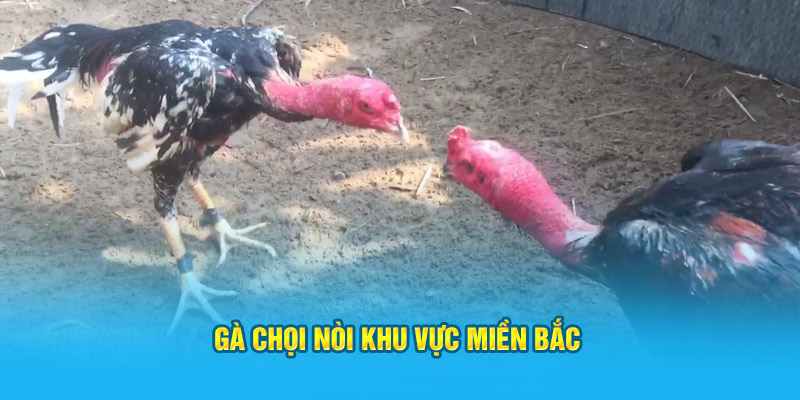 Gà chọi nòi khu vực miền Bắc