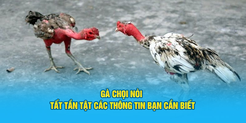 ga-choi-noi-tat-tan-tat-cac-thong-tin-ban-can-biet