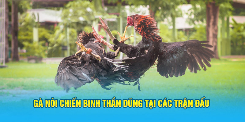 Gà nòi chiến binh thần dũng tại các trận đấu