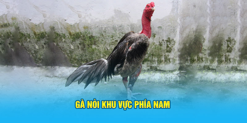 Gà nòi khu vực phía Nam