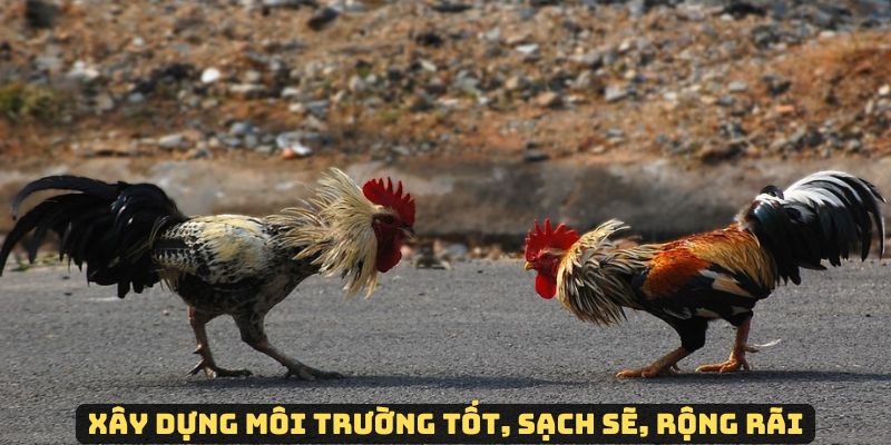 Jun88 – Cách nuôi gà đá hướng dẫn về môi trường chăm sóc phù hợp 