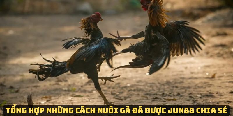 Jun88 – Cách nuôi gà đá tổng hợp một số phương pháp hiệu quả