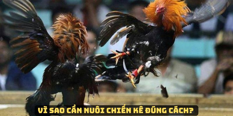 Jun88 – Cách nuôi gà đá giúp dưỡng nuôi sức khỏe chiến kê