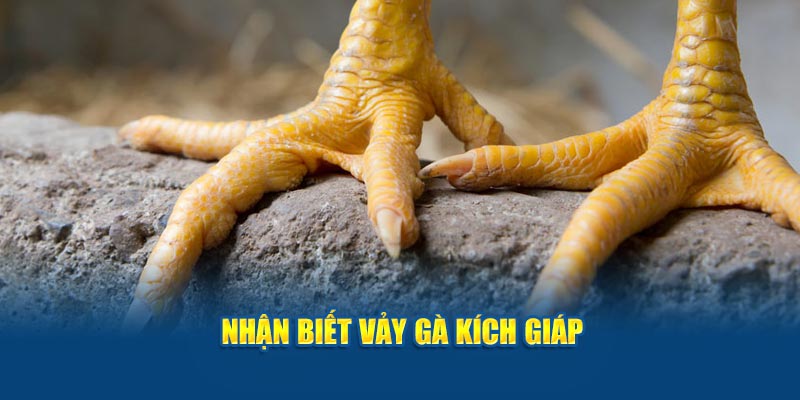 Nhận biết vảy gà kích giáp