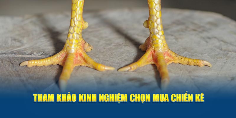 Tham khảo kinh nghiệm chọn mua chiến kê