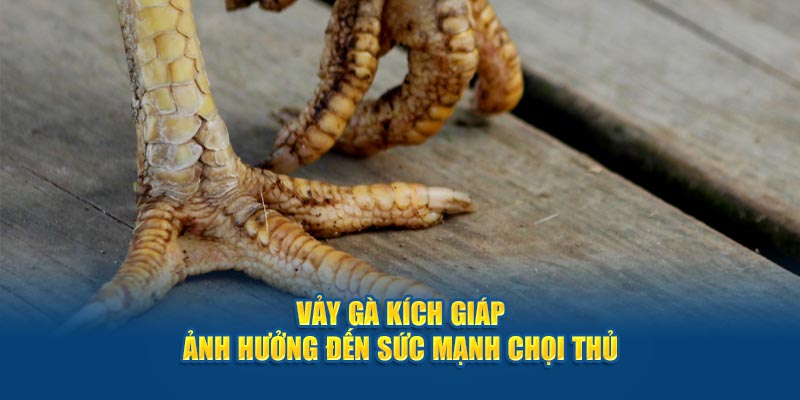 Vảy gà kích giáp ảnh hưởng đến sức mạnh chọi thủ